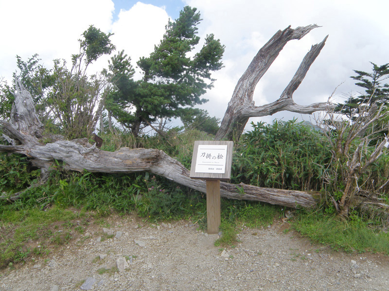 刀掛の松