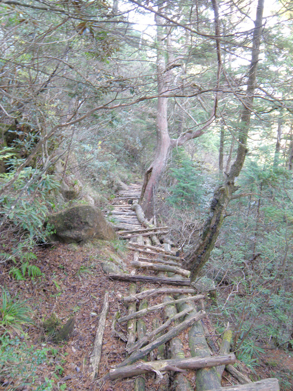 朽ちた木の橋
