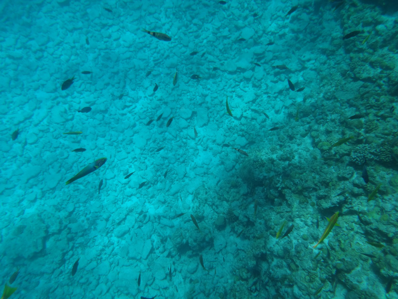 海中の様子