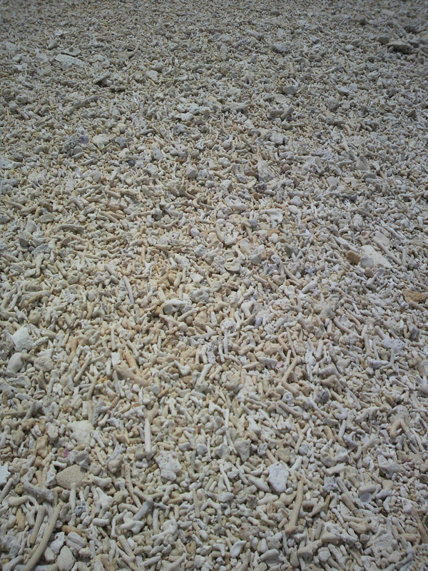 サンゴのかけら