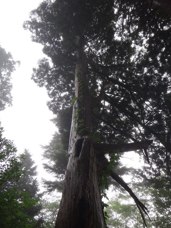 巨大な木