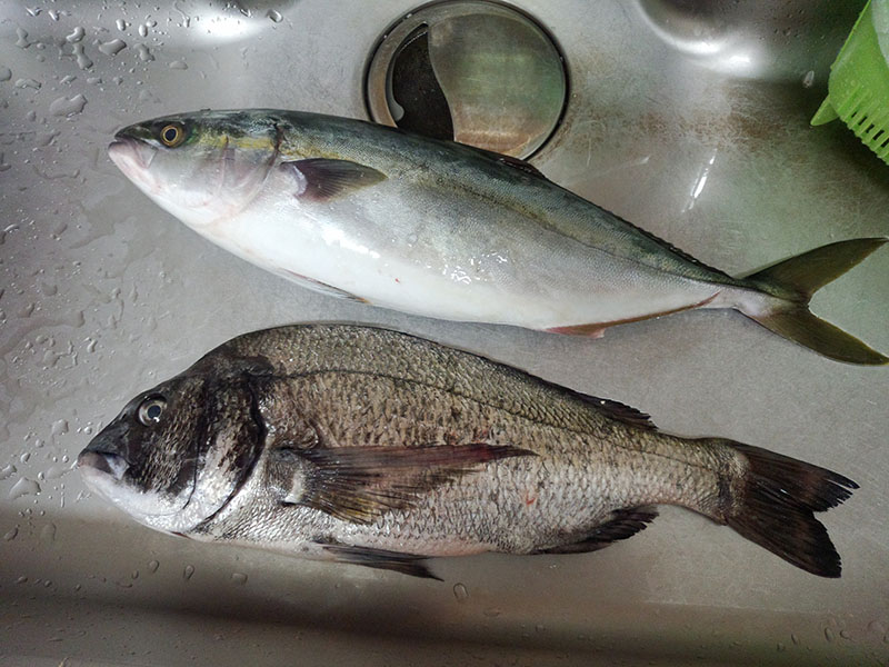 ハマチ、チヌ